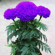 New Fresh Purplish Blue Marigold Perennial Flower Seeds - $4.72