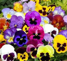 Pansy Mix Heirloom  Pollinators Groundcover Edible Non-Gmo 200 Pure Seeds - £5.19 GBP