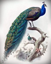 Peacock by Joseph Wolf. Bird Art Repro Giclee - £6.86 GBP+