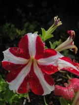 150 Pelleted Petunia Seeds Ultra Red Star Seeds - Outdoor Living - Garden - £43.92 GBP