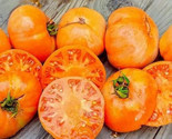 LWK 120 Amana Orange Tomato Seeds Heirloom Organic Easy Grow - $10.24
