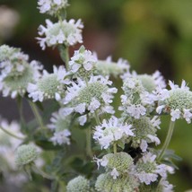 Seeds USA Seller Pycnanthemum Pilosum Hairy Mountain Mint Seeds - £8.28 GBP