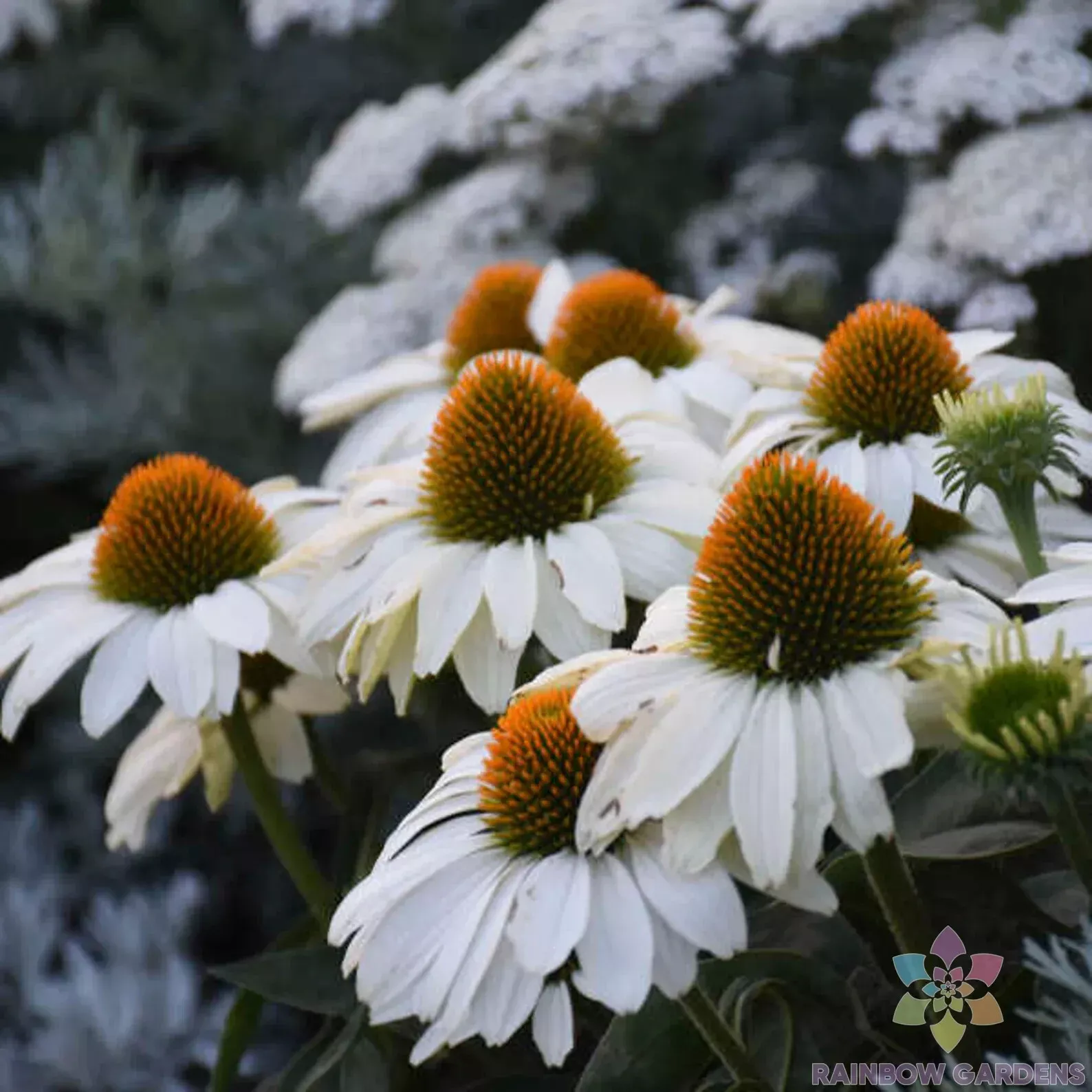 Seeds USA Seller 200 White Swan Coneflower Rudbeckia Seeds - £8.46 GBP