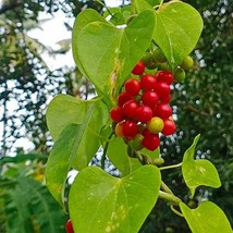 Tinospora Cordifolia Heart Leaved Moonseed Guduchi 10 Seeds Seeds Fresh Fast Shi - £19.16 GBP