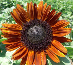 THJAR 1 Pack 20 Terracotta Golden Sunflower Seeds Turnsole Helianthus Garden Flo - $9.98