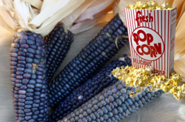30 Seeds Shaman&#39;s Blue Popcorn - £8.04 GBP