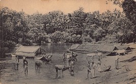 Colombo Ceylon Sri Lanka~Natives &amp; Cattle Bathing In River~Photo Postcard - £5.35 GBP