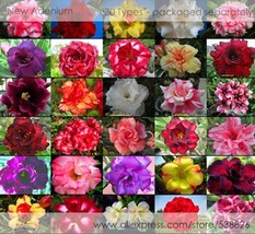 NEW 30 Professional Packs, 1 seed / variety, Rosy Adenium Obesum Home Garden Des - £20.76 GBP