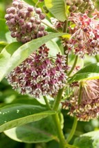 Pink Milkweed 100 Seeds, Common Milkweed, Asclepias Syriaca From US - $8.79