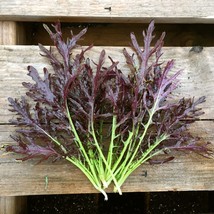 Mizuna Red Streaks Mustard Seeds Spider Mustard Konya Fresh Fast Shipping - $3.98