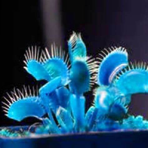 Potted Insectivorous Plants Dionaea Muscipula Giant, 100 SEEDS D