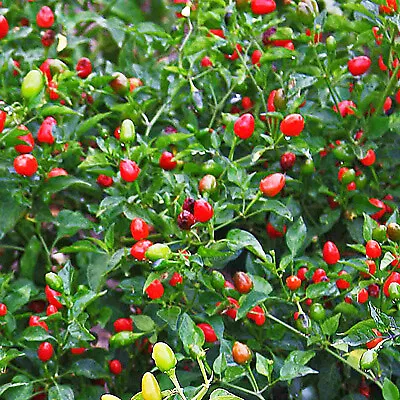 Chile Pequin Bird Eye Hot Pepper 40 Fresh Seeds - £10.44 GBP