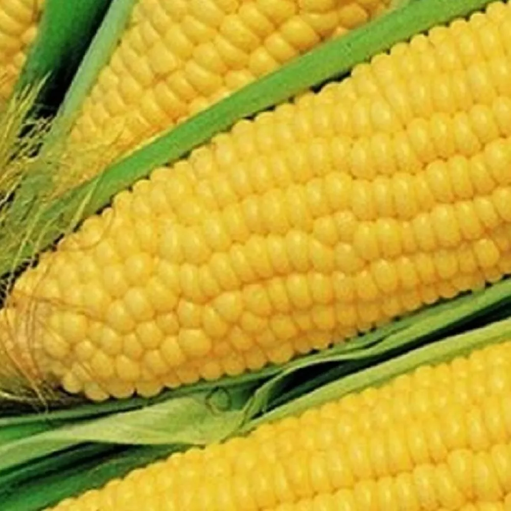 25 Truckers Favorate Corn Seeds Heirloom Fresh Garden - £6.22 GBP