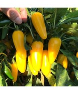 NuMex Lemon Spice - 5 Jalapeno Pepper Seeds, Tangy Hot Flavor for Home G... - £5.60 GBP