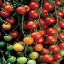 50 Tomato Seeds Sweet Million Tomato Seeds 65 Days Fresh Garden - £13.07 GBP