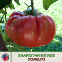 10 Brandywine Red Tomato Seeds Heirloom Non-Gmo Genuine Garden USA Shipping - $7.98