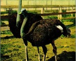 Vtg Postcard 1910s Jacksonville FL Florida Sweethearts At Ostrich Farm U... - £3.08 GBP
