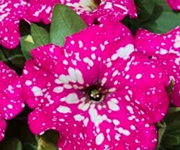 PWO Fresh 120Pcs Gladiolus Flower Seeds Pink Flowers With White Spots - $6.90