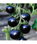 SEED the Most Black Tomato in the world Fruit - £26.29 GBP