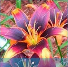 2 pcs Amaryllis Bulbs Black Red Golden Trible Color FRESH SEEDS - £9.34 GBP