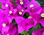 Bougainvillea rooted ELIZABETH ANGUS Starter Plant - $27.78