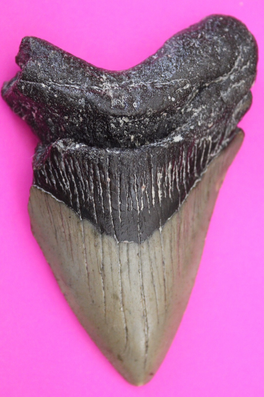 Authentic Megadolon Shark Tooth 3.83 Inches 111 Grams Fossil Dino Girl C... - $114.99