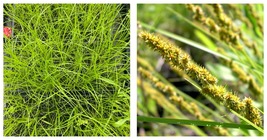 Starter Plant Plug | Carex vulpinoidea | Fox Sedge | Rain Garden | Water... - £26.27 GBP