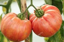 50 Vintage Wine Tomato Seeds Heirloom - £5.89 GBP