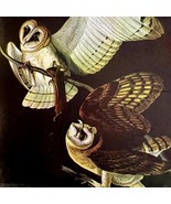 Barn Owl 1950 Lithograph Art Print Audubon Bird First Edition DWU14D - $42.18 CAD