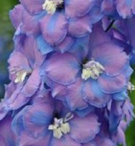 25 Pc Seeds Consolida Fancy Blue and Purple Delphinium Flowern Seeds | RK - $16.80