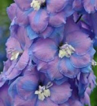 25 Pc Seeds Consolida Fancy Blue and Purple Delphinium Flowern Seeds | RK - £12.55 GBP