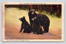 Black Bear and Cubs Yellowstone National Park WY UNP Haynes Linen Postcard D16 - £3.04 GBP