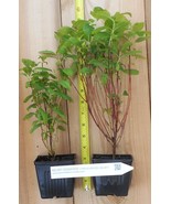Kelsey Dogwood, Cornus kelseyi - $31.63+