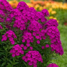 Ultraviolet Phlox Seeds: Vibrant Purple Perennial Flower - $13.95