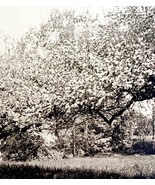 Camden Arch Trees Blossoms Landscape Maine 1924 Gravure Print New Englan... - €29,82 EUR