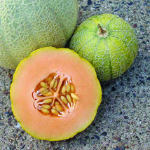 SR12Store Minnesota Midget Cantaloupe Seeds 25 Mini Melon Fruit Nongmo US Produc - £6.65 GBP