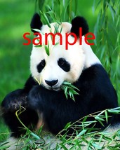 Panda bear  Art Print great wall hanging &quot;8x10&quot;  decorations picture fas... - $9.99