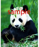 Panda bear  Art Print great wall hanging &quot;8x10&quot;  decorations picture fas... - $183.92 MXN