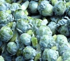 300+ BRUSSEL SPROUTS SEEDS  LONG ISLAND vegetable GARDEN culinary  - £8.07 GBP