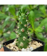 Eve&#39;s Needle Austrocylindropuntia Subulata Cacti Succulent Live Plant in... - $1,058.99 MXN