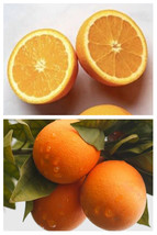 Florida only!! Valencia Orange Tree, Citrus Nursery Pot, grafted, 1-2 ft tall - £233.40 GBP