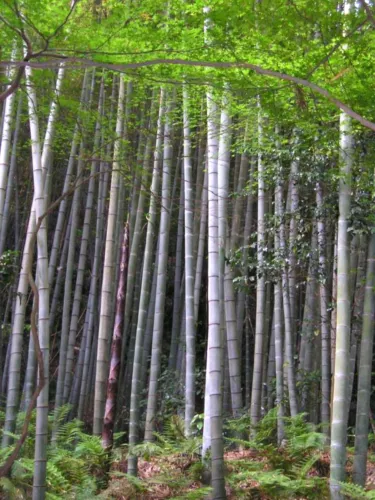 New Phyllostachys Edulis 20 Seeds Edible Giant Timber Moso Bamboo Fresh ... - $11.78
