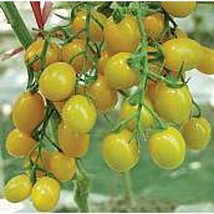 Jelly Bean Tomato Yellow Seeds Fresh Seeds USA - $12.80