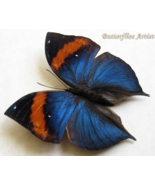 Rare Malayan Leafwing Kallima Limborgii Butterfly Framed Entomology Shad... - $1,636.92 MXN