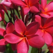 Hawaiian Red Plumeria Frangipani Plant Cutting - 1 Pack - £20.63 GBP