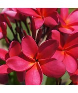 Hawaiian Red Plumeria Frangipani Plant Cutting - 1 Pack - £20.44 GBP