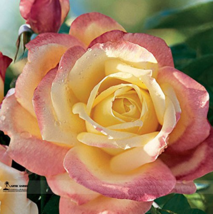 Hot Sale 1 Professional Pack 50 /Pack New Bella Roma Rose Bush #A00210 - £7.75 GBP