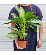 AD 25 Seeds Chinese Evergreen Silver Bay Home Garden - $18.19 CAD