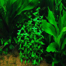 Live Aquarium Plant Decorations Stems Bacopa Madagascariensis Bundle Freshwater - £20.29 GBP