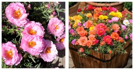 Mixed Portulaca grandiflora 5 Bags (500 Seeds / Bag) of Moss Rose Seeds - £17.20 GBP